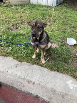 Mixed Breed Dogs Available for Adoption - LAWSON | PetCurious