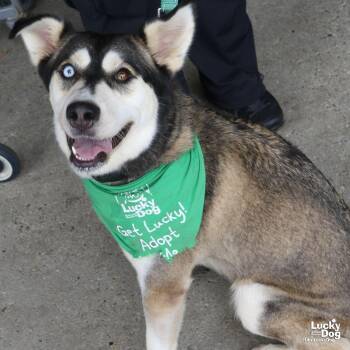 Stelly -  Husky Dog for Adoption in Washington, District Of Columbia - Stelly | PetCurious