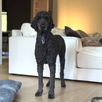 Rescue Standard Poodle Dogs for Adoption in New York, New York - Thunder | PetCurious