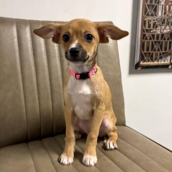 Chihuahua Dogs Available for Adoption - Hillary Duff | PetCurious