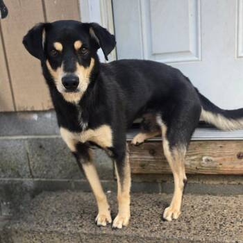 Rubix L-38-26 -  Labrador Retriever Dog for Adoption in Watertown, New York - Rubix L-38-26 | PetCurious