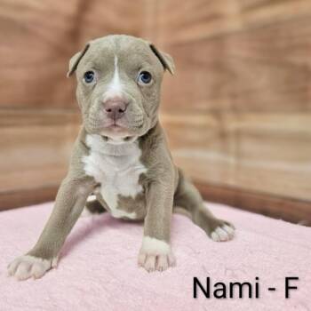 Pit Bull Terrier and Mixed Breed Dogs Available for Adoption in Griswold, Connecticut - Nami | PetCurious