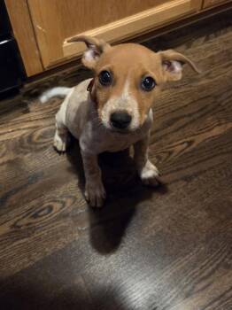 Pepin* -  Australian Cattle Dog Blue Heeler Dog for Adoption in Brooklyn Center, Minnesota - Pepin* | PetCurious