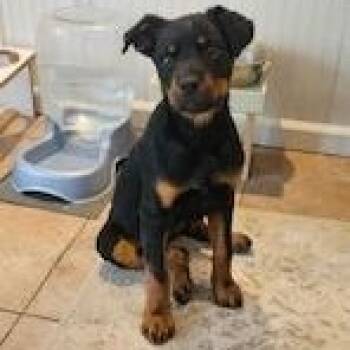 Stevie -  Rottweiler Dog for Adoption in Yakima, Washington - Stevie | PetCurious