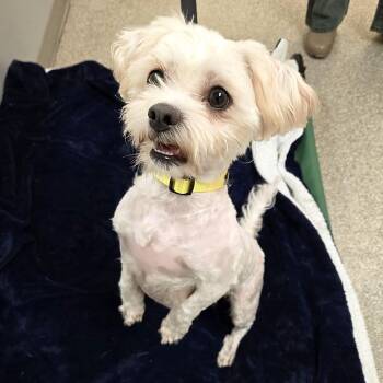 Havanese Dogs Available for Adoption - Ophelia | PetCurious