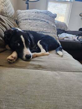 DANIELLE -  Labrador Retriever and Retriever Dog for Adoption in Broomfield, Colorado - DANIELLE | PetCurious