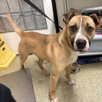 IVHS-Stray-139950 -  American Staffordshire Terrier Dog for Adoption in San Gabriel, California - IVHS-Stray-139950 | PetCurious