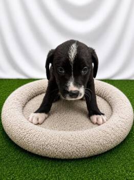 Joico -  Mixed Breed Dog for Adoption in Covington, Louisiana - Joico | PetCurious