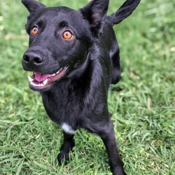 Labrador Retriever Dogs Available for Adoption in Gainesville, Texas - Toto | PetCurious