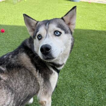 Lexus -  Siberian Husky Dog for Adoption in Bedford, New Hampshire - Lexus | PetCurious