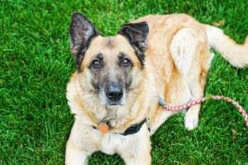 Kelly -  German Shepherd Dog and Border Collie Dog for Adoption in Minneapolis, Minnesota - Kelly | PetCurious