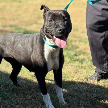 Rescue Mixed Breed Dogs for Adoption in Mebane, North Carolina - Waffles | PetCurious