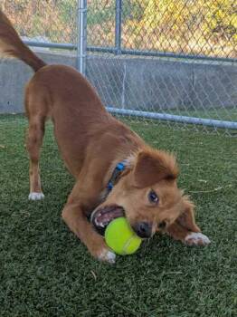Rescue Cocker Spaniel and Mixed Breed Dogs for Adoption in Carrollton, Texas - Bruce Wayne | PetCurious