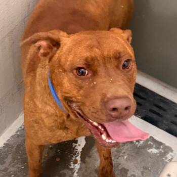 American Staffordshire Terrier Dogs Available for Adoption in Evansville, Indiana - Kratos | PetCurious