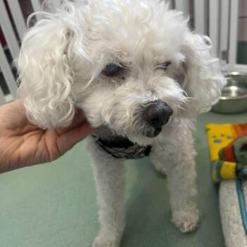 Clara 10955 -  Poodle Dog for Adoption in San Francisco, California - Clara 10955 | PetCurious