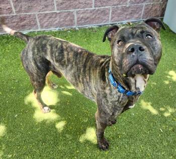 Pit Bull Terrier and Mastiff Dogs Available for Adoption in Minneapolis, Minnesota - BLUEY | PetCurious