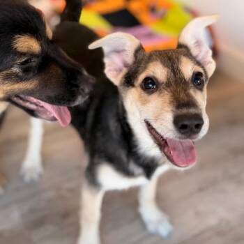 Rose -  Miniature Schnauzer and Mixed Breed Dog for Adoption in Green Bay, Wisconsin - Rose | PetCurious