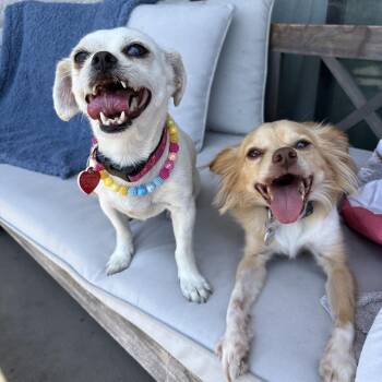 Cottage -  Pug and Cavalier King Charles Spaniel Dog for Adoption in Los Angeles, California - Cottage | PetCurious