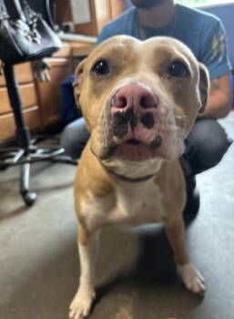 Honey -  Mixed Breed Dog for Adoption in Terre Haute, Indiana - Honey | PetCurious