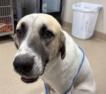A234090 -  Newfoundland Dog and Mixed Breed Dog for Adoption in Grand Prairie, Texas - A234090 | PetCurious