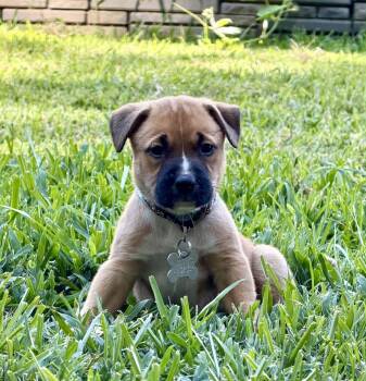 Gaston (lake litter) -  Pit Bull Terrier and Black Mouth Cur Dog for Adoption in Holly Springs, North Carolina - Gaston (lake Litter) | PetCurious