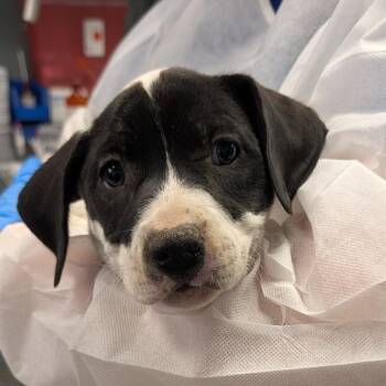 Labrador Retriever and Mixed Breed Dogs Available for Adoption in Greenville, South Carolina - Ignition | PetCurious