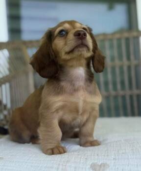 Oreo -  Dachshund Dog for Adoption in Farmington, Connecticut - Oreo | PetCurious