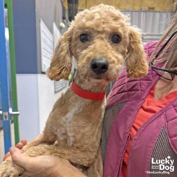 Poodle Dogs Available for Adoption in Washington, District Of Columbia - Bug | PetCurious