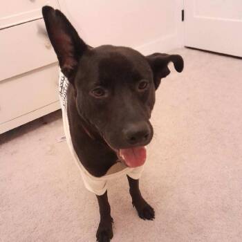 Rescue Labrador Retriever Dogs for Adoption in Columbia, South Carolina - Beatrice | PetCurious