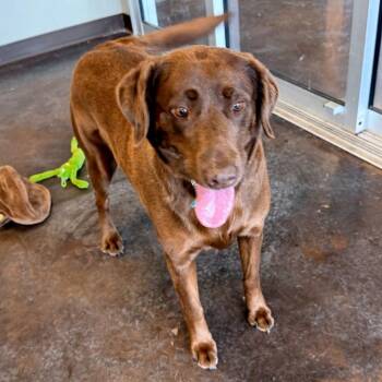 Chocolate Labrador Retriever Dogs Available for Adoption in Rifle, Colorado - Daisy | PetCurious