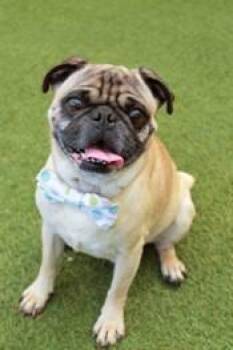 Pug Dogs Available for Adoption in Pelham, Massachusetts - Croydon | PetCurious