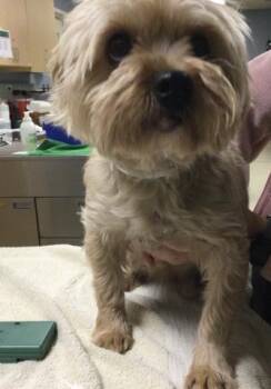Yorkshire Terrier and Mixed Breed Dogs Available for Adoption in Riverside, California - KIWI | PetCurious