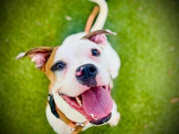 Boxer and Pit Bull Terrier Dogs Available for Adoption - REBA | PetCurious