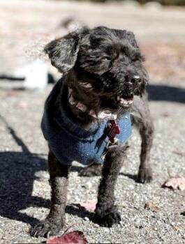 Chance -  Affenpinscher Dog for Adoption in Bedford Hills, New York - Chance | PetCurious