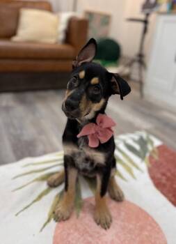 Shepherd and Doberman Pinscher Dogs Available for Adoption in Friendswood, Texas - Bumblebee Honey Paws | PetCurious