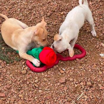 Prince Charming -  Chihuahua and Miniature Dachshund Dog for Adoption in Sadler, Texas - Prince Charming | PetCurious