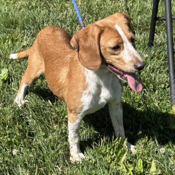 Beagle and Dachshund Dogs Available for Adoption in Cincinnati, Ohio - Sofia 2026 | PetCurious