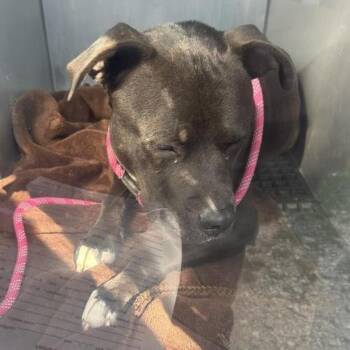 Tank -  Pit Bull Terrier and Mixed Breed Dog for Adoption in Bristol, Indiana - Tank | PetCurious