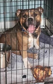 Rescue Staffordshire Bull Terrier Dogs for Adoption in El Dorado, Arkansas - Simba | PetCurious