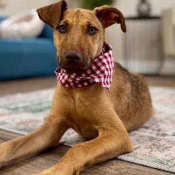 Alfina -  Pit Bull Terrier and Staffordshire Bull Terrier Dog for Adoption in Friendswood, Texas - Alfina | PetCurious