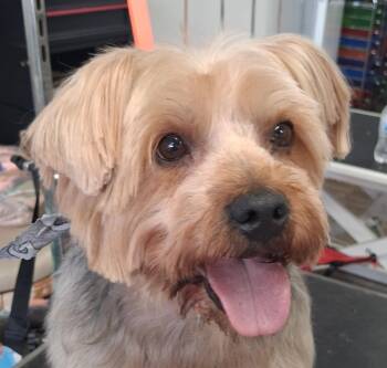 Yorkshire Terrier and Silky Terrier Dogs Available for Adoption in Buford, Georgia - Hank | PetCurious
