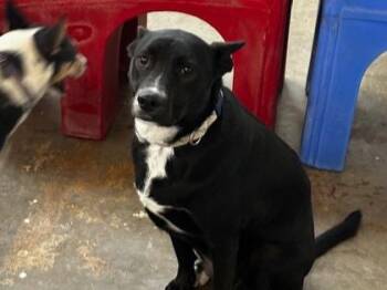 German Shepherd Dog and Mixed Breed Dogs Available for Adoption in El Paso, Texas - TARA | PetCurious