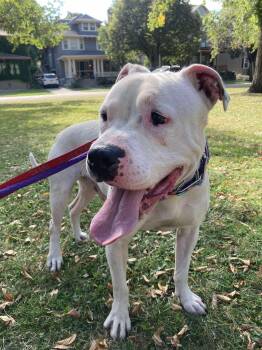 Rescue Pit Bull Terrier Dogs for Adoption in Buffalo, New York - Snow | PetCurious