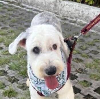 Samantha (20260626-01) -  Old English Sheepdog Dog for Adoption in Niagara Falls, Ontario - Samantha (20260626-01) | PetCurious
