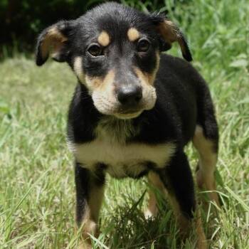 Rescue Husky and Mixed Breed Dogs for Adoption in Bryan, Texas - Boy 5 | PetCurious