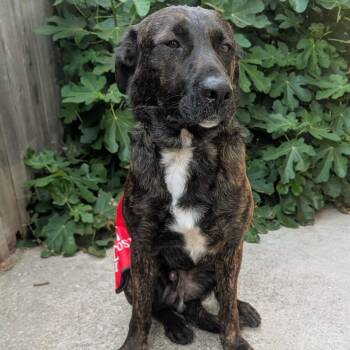 Dutch Shepherd Dogs Available for Adoption - Shawn | PetCurious