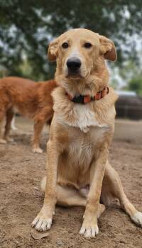 Rescue Golden Retriever and Labrador Retriever Dogs for Adoption in Nokomis, Florida - Oro | PetCurious