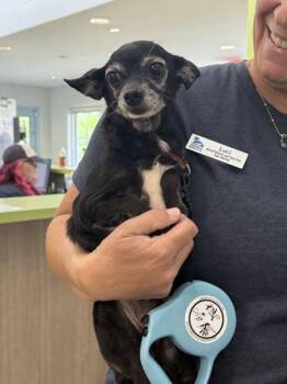 Bruno - 1 -  Chihuahua and Mixed Breed Dog for Adoption in Daytona Beach, Florida - Bruno - 1 | PetCurious