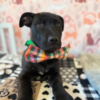 Pit Bull Terrier and Labrador Retriever Dogs Available for Adoption - January Baby Bandera | PetCurious
