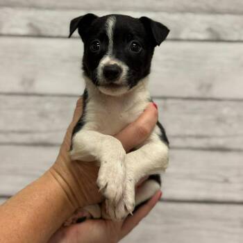 Andy -  Mixed Breed Dog for Adoption in Buffalo, Minnesota - Andy | PetCurious
